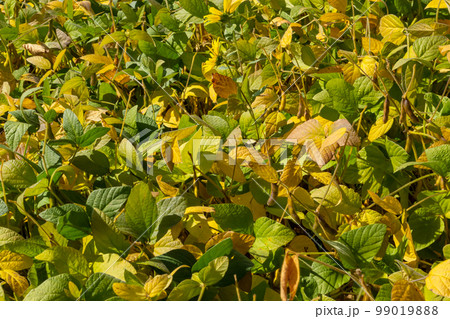 Soybeans pod macro. Harvest of soy beans - agriculture legumes plant. Soybean field - dry soyas pods 99019888