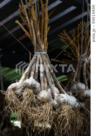 Harvest. Bunches of garlic are dried in a barn in the village 99019890