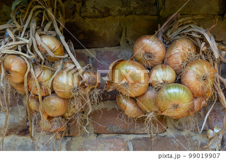 Harvest. Bunches onions are dried in a barn in the village 99019907