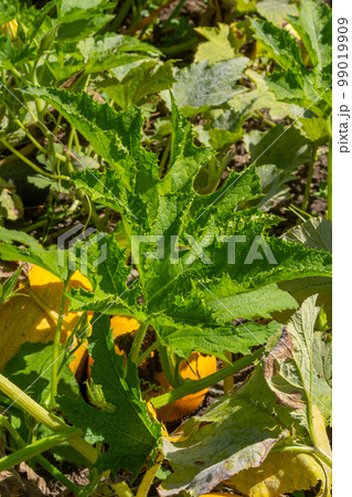 Pumpkin plants with rich harvest on a field ready to be harvested 99019909