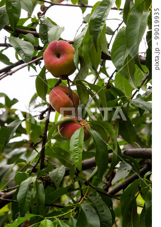 Branches with donut peaches and green leaves. Peach tree Branches with donut peaches and green leaves. Peach tree 99019935