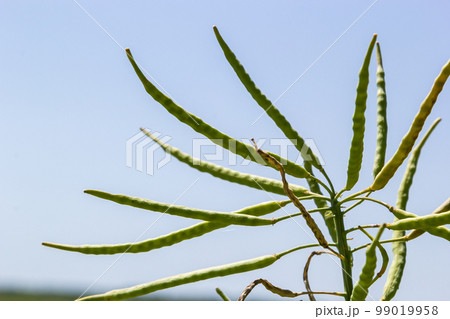 Rape Brassica napus, ripe, dry rape in the field. Ripe dry rapeseed stalks before harvest in day light Rape Brassica napus, ripe, dry rape in the field. Ripe dry rapeseed stalks before harvest in day light 99019958