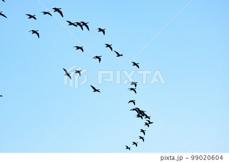 マガンの編隊飛行 マガンの編隊飛行 99020604