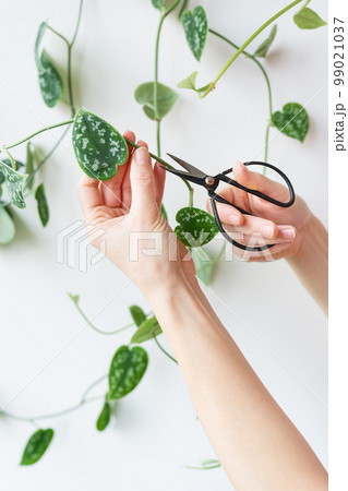 Golden pothos or Epipremnum aureum on the wall in the bedroom. Pruning a flowerpot with steel scissors, caring for flowerpots at home. 99021037