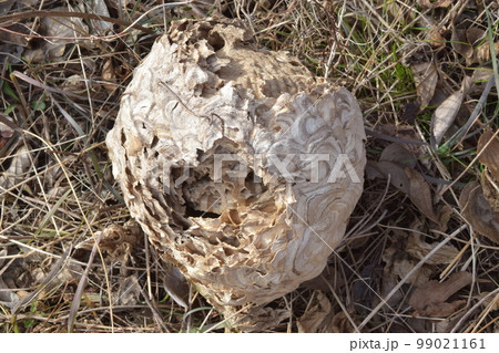 空のスズメバチ類の巣 99021161