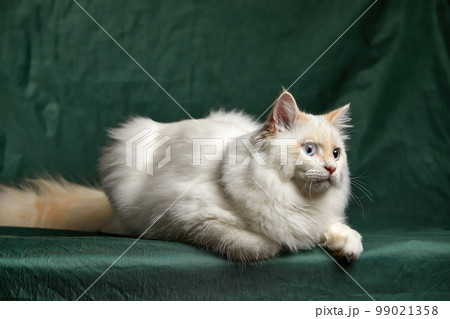Fluffy playful white cat on a gray background Looks up and sideways 99021358