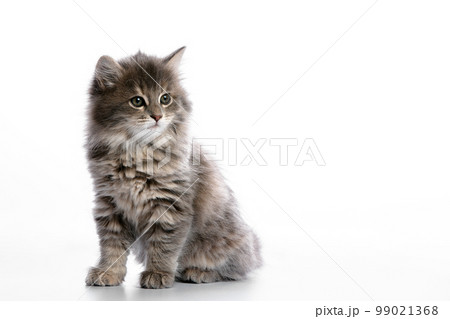 Cute gray fluffy kitten on a white background, looks away copyspace, advertising banner. 99021368
