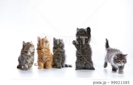 group portrait cute 5 week old kittens looking in different directions isolated on white background group portrait cute 5 week old kittens looking in different directions isolated on white background 99021385