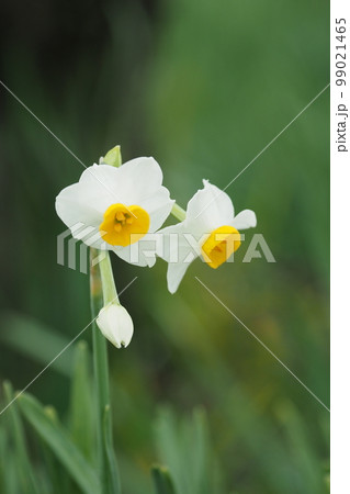 水仙の花 99021465
