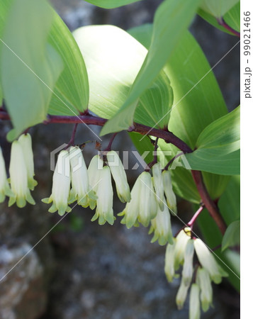 アマドコロの白い花 99021466