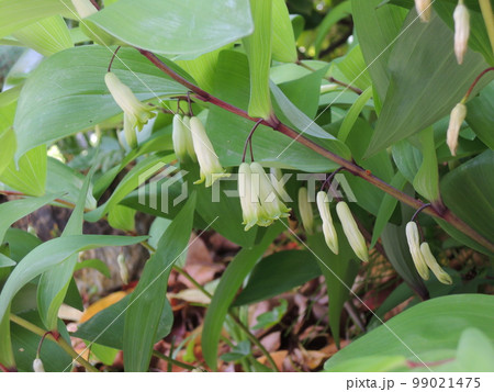 アマドコロの白い花 99021475