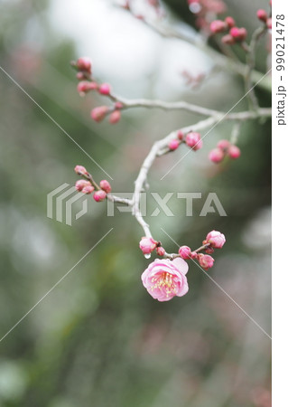冬の一輪の梅の花 99021478