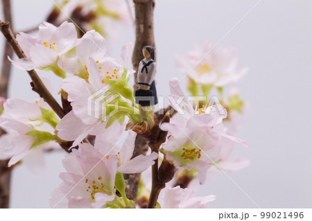 春　入学式　新入生　一年生　女子高生　薄桃色　桜 99021496