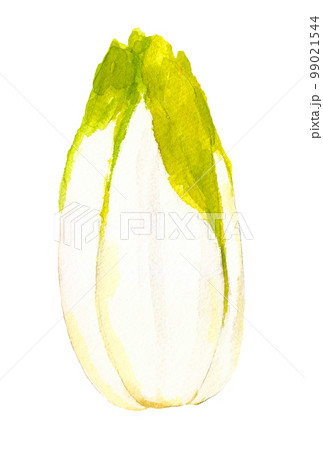 チコリーの手描き水彩イラスト チコリーの手描き水彩イラスト 99021544