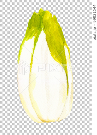 チコリーの手描き水彩イラスト チコリーの手描き水彩イラスト 99021544