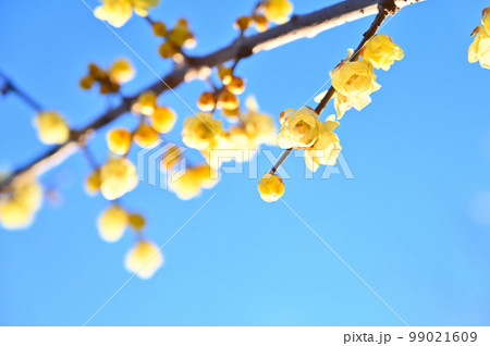 爽やかな冬の空と鮮やかなロウバイ 爽やかな冬の空と鮮やかなロウバイ 99021609
