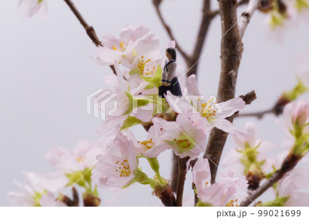 春 入学式 新入生 一年生 女子高生 薄桃色 桜 春 入学式 新入生 一年生 女子高生 薄桃色 桜 99021699
