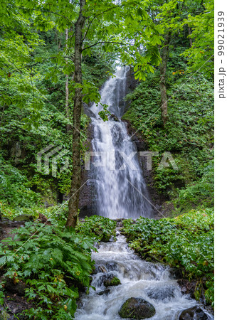 奥入瀬渓流 奥入瀬川 雲井の滝(青森県) 奥入瀬渓流 奥入瀬川 雲井の滝(青森県) 99021939