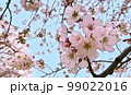 桜（イラスト風） 99022016