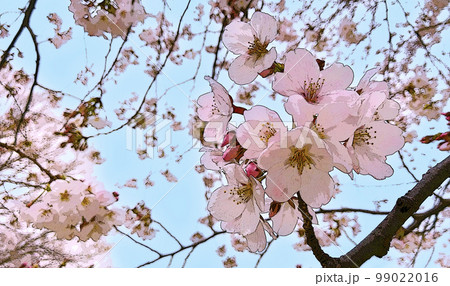 桜（イラスト風） 99022016