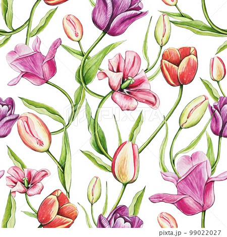 Seamless colorful spring pattern with tulips. Watercolor floral tulip backgraund. 99022027