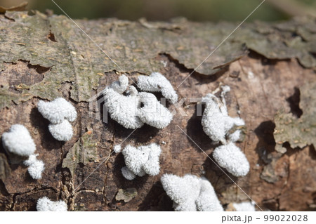 スエヒロタケ 99022028