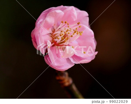 枝先についたピンクの梅の花のクローズアップ 99022029