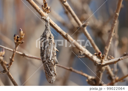 木にぶら下がって冬を越すミノムシ 木にぶら下がって冬を越すミノムシ 99022064