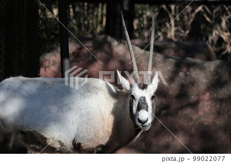 アラビアオリックス 99022077