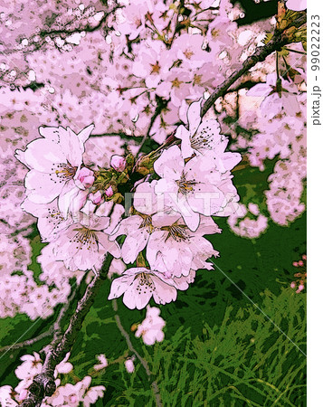 桜（イラスト風）2 99022223