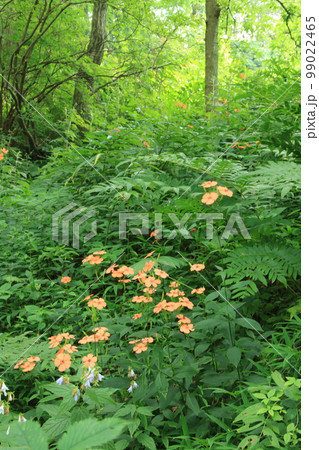 フシグロセンノウが咲く夏の神戸・六甲高山植物園 99022465