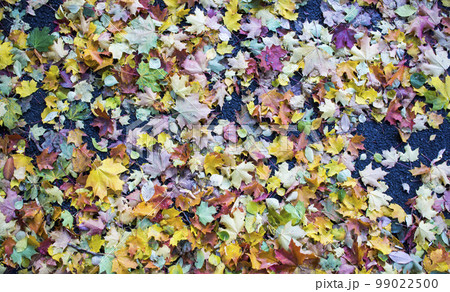 Autumn fallen maple leaves on asphalt, yellow, green. Autumn leaves spread out on the wet and black asphalt. Autumn fallen maple leaves on asphalt, yellow, green. Autumn leaves spread out on the wet and black asphalt. 99022500