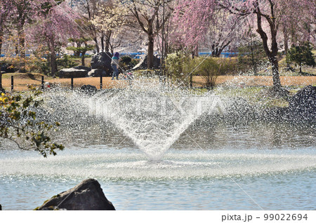 満開の桜と噴水湧く銭淵公園 満開の桜と噴水湧く銭淵公園 99022694