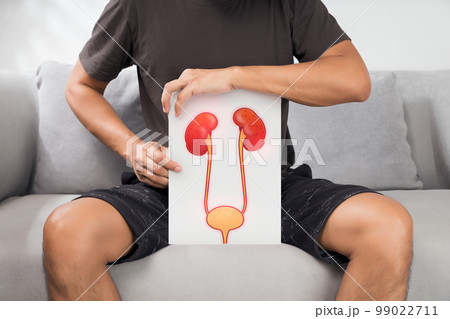 Urethra and kidneys. 99022711
