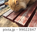 ベンチの上でごはんを食べる猫 99022847