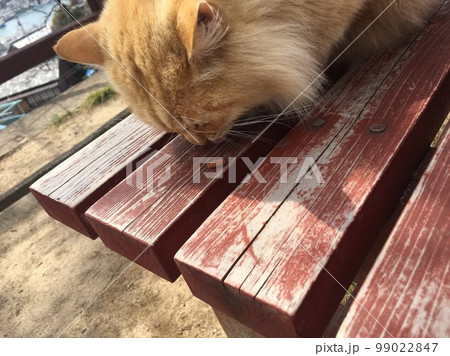 ベンチの上でごはんを食べる猫 99022847