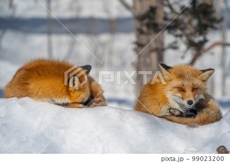 冬のキタキツネ 99023200