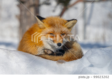 冬のキタキツネ 99023202