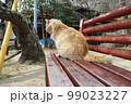 ベンチの上で座る野良猫 99023227