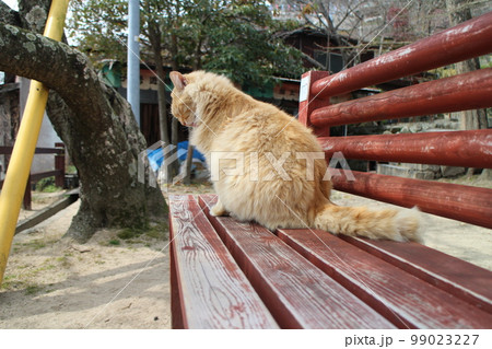 ベンチの上で座る野良猫 99023227
