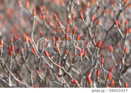 ドウダンツツジの冬芽 99023457