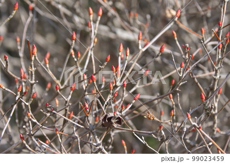 ドウダンツツジの冬芽 99023459