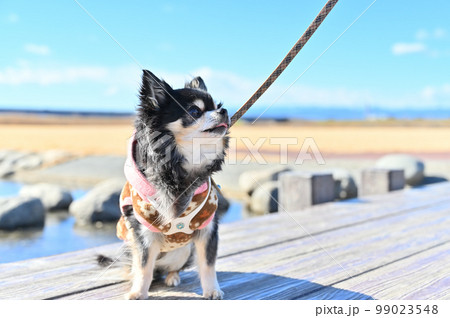 チワワの公園散歩 ペロンちょして飼い主とアイコンタクト チワワの公園散歩 ペロンちょして飼い主とアイコンタクト 99023548
