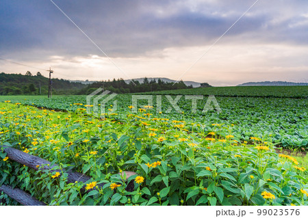 (群馬県)嬬恋村のキャベツ畑 (群馬県)嬬恋村のキャベツ畑 99023576