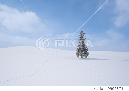 雪降る美瑛の冬景色　クリスマスツリーの木 99023714