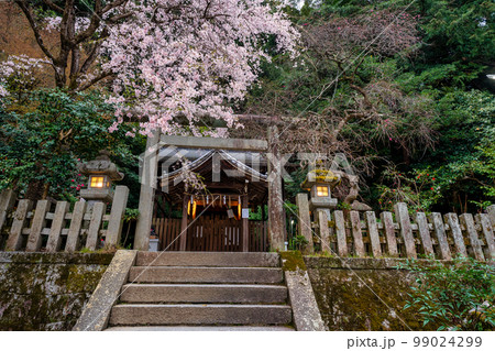 京都市左京区の大豊神社の枝垂れ桜を撮影 京都市左京区の大豊神社の枝垂れ桜を撮影 99024299