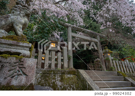 京都市左京区の大豊神社の枝垂れ桜を撮影 京都市左京区の大豊神社の枝垂れ桜を撮影 99024302