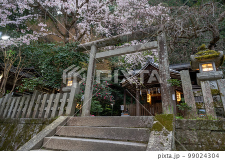 京都市左京区の大豊神社の枝垂れ桜を撮影 京都市左京区の大豊神社の枝垂れ桜を撮影 99024304