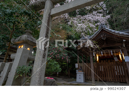京都市左京区の大豊神社の枝垂れ桜を撮影 京都市左京区の大豊神社の枝垂れ桜を撮影 99024307
