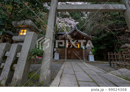 京都市左京区の大豊神社の枝垂れ桜を撮影 京都市左京区の大豊神社の枝垂れ桜を撮影 99024308
